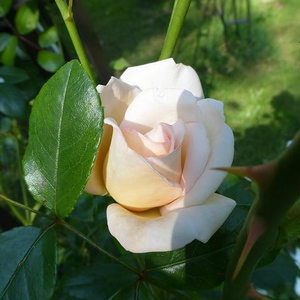 Rosa  Martine Guillot - biały  - róża nostalgie